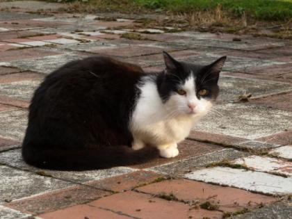 Dringender Notfall liebenswerte Katze abzugeben