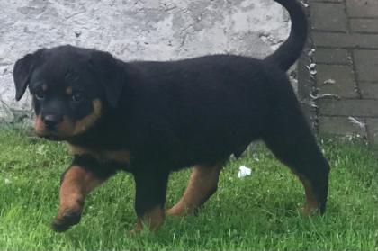 Rottweiler Welpe Rüde