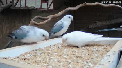 Opaline und Albino Singsittiche