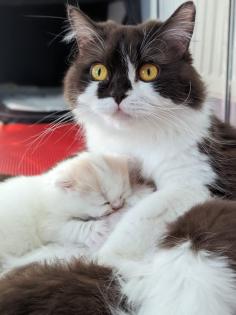 Süße BKH BLH Kitten mit Stammbaum