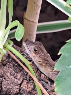 Anolis cristatellus mit Terrarium zu verkaufen
