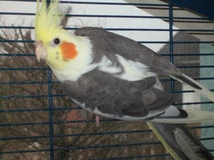 Verkaufe zuchtreife Nymphensittiche, verschiedene Farben und neues Vogelzubehör