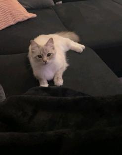 Ragdoll Katze