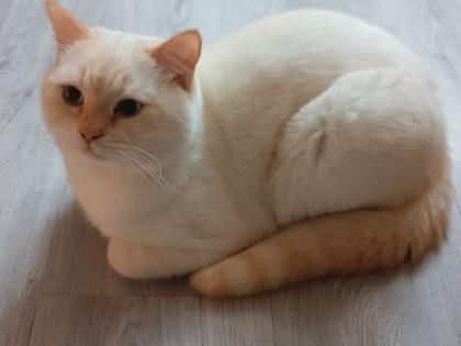 Weiße Siamkatze