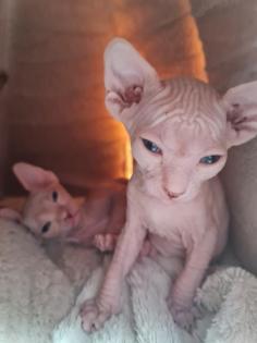 Sphynx Kitten