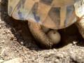 Griechische Landschildkröten abzugeben