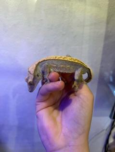 Crested Gecko Harlequin/Pinstripe-Morph mit vollem Schwanz