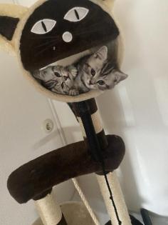 Bkh kitten Silver Classic tabby