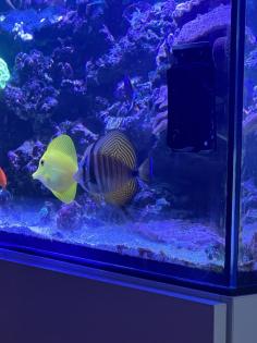 Meerwasser Aquarium