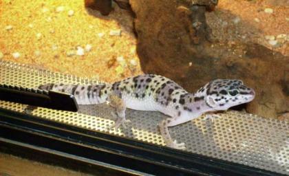 Leopardgeckos Eublepharis macularius aus eigener Zucht abzugeben