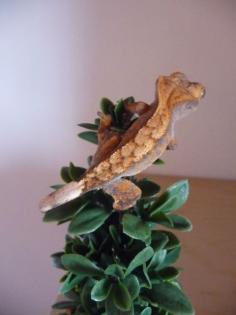 0. 1 Rhacodactylus Ciliatus