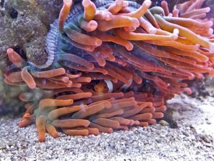 Salzwasseraquarium Auflösung