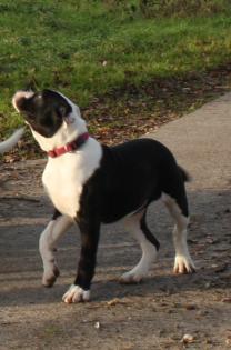 American Bulldog Welpen suchen Traumschloss