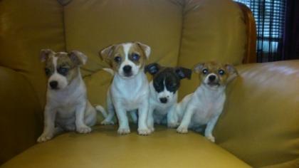 Verkaufe Hundewelpen