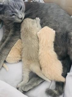 Scottish fold Kitten britisch Kurzhaar Bkh
