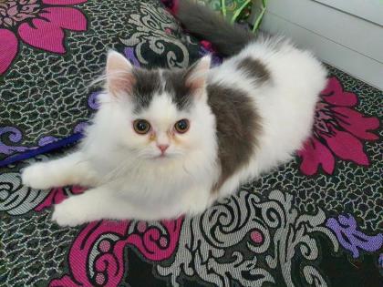 Perser/ Maine Coon Katze abzugeben