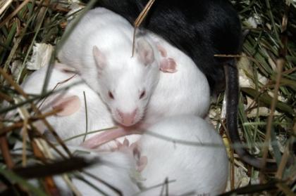 Futtermäuse einmalig