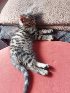 Maine coon/ bengal mix kitten