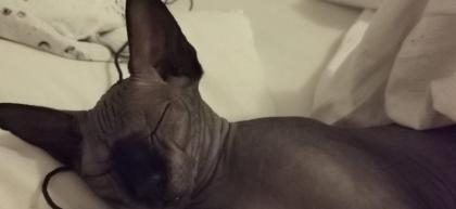 Canadian Sphynx Katzen und Kater