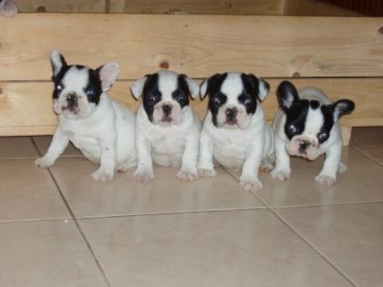 Fr. Bulldoggenwelpen zu verkaufen