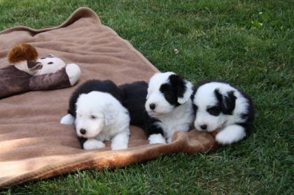 Bearded Collie Welpen