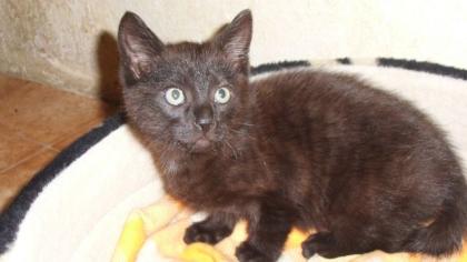 Verschmuster Kater
