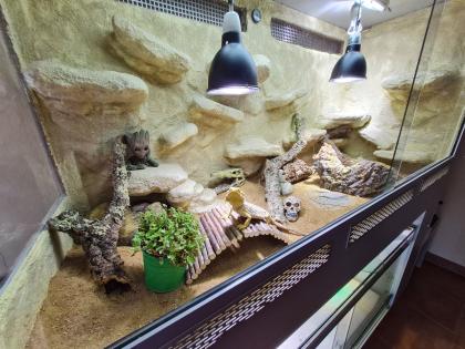 Bartagame m mit großem Terrarium, Quarantäneterrarium inkl. Beleuchtung und viel Zubehör