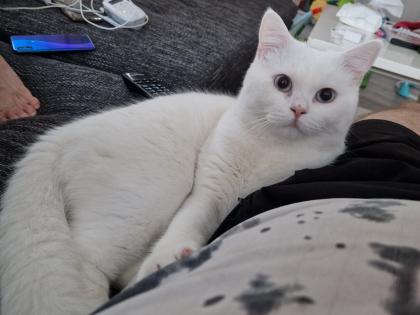 Reinrassiger weisser BKH deckkater mit blauen Augen sucht nette Katzendame