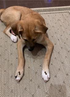 1, 5 J. Labrador/ Boxer Mix Rüde sucht neues Zuhause