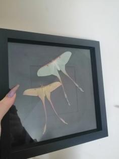 Entomologie Actias Dubernardi