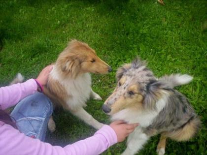 Colliewelpen