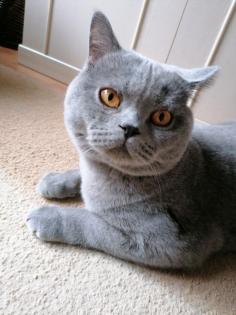 Kurzhaar Katter /Deckkater Hauskater.