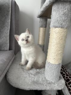BHK KITTEN ABZUGEBEN DRINGEND
