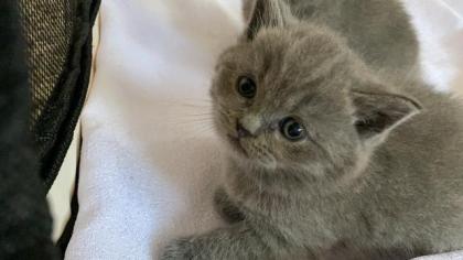 Bkh Kitten 2 Kater