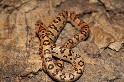 Lampropelzis Californiae High White / Leonis