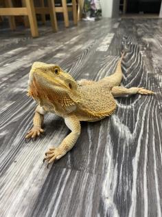 Farbbartagame Weibchen