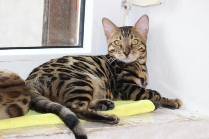 Kater Reinrassig Bengal Kater