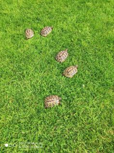 Griechische Landschildkröten / Testudo hermanni NZ von 2022