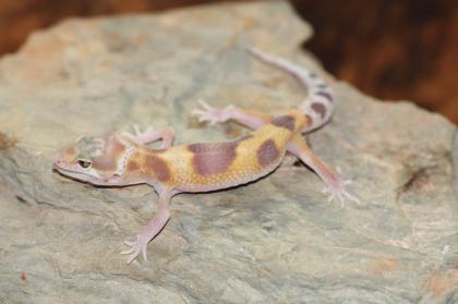 Leopardgecko Super Giant 0. 1