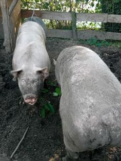 Bio Schweine 300 Kg Schlachtschweine
