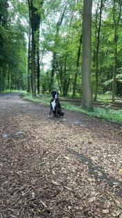 Boxer sucht ein Zuhause