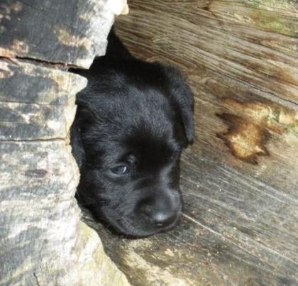 Labrador Retriever Welpen vom Sauboden FCI
