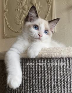 Ragdoll Kitten mit Stammbaum -Abgabebereit -