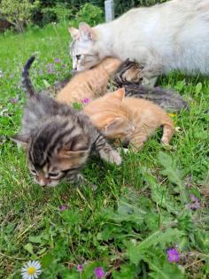 Edelmix Sibirische Waldkatze und Bengal Kitten
