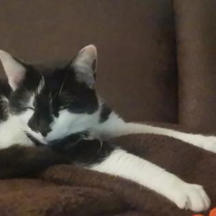 Allergienotfall Verschmuste, freundliche Katze
