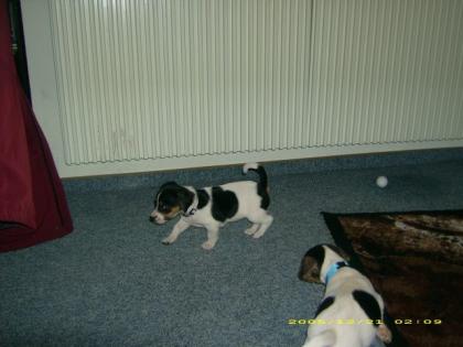 Jack- Russell Welpen in liebevolle Hände abzugeben