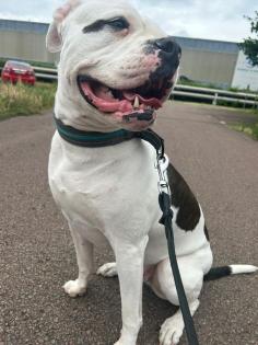 Boxer Hündin sucht dringend Zuhause