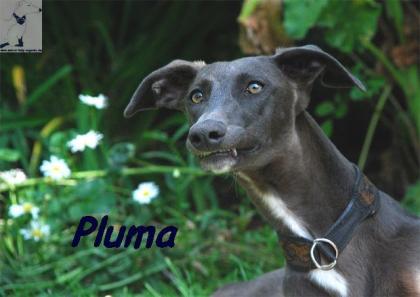 Pluma hat ihr Zuhause verloren