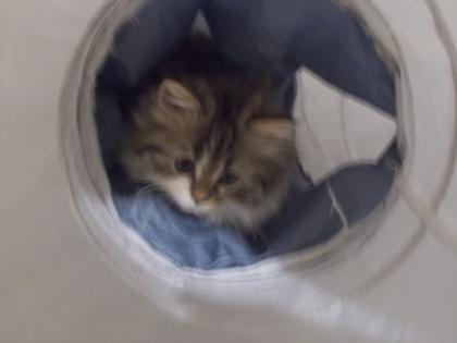 Perserkitten ab dem 1. 2. 23 abzugeben