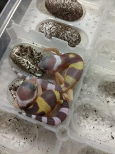 Leopardgeckos aus Rostock
